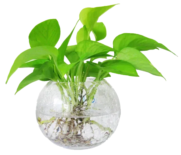 Các loại cây trồng thủy sinh dễ trồng - Cây trầu bà