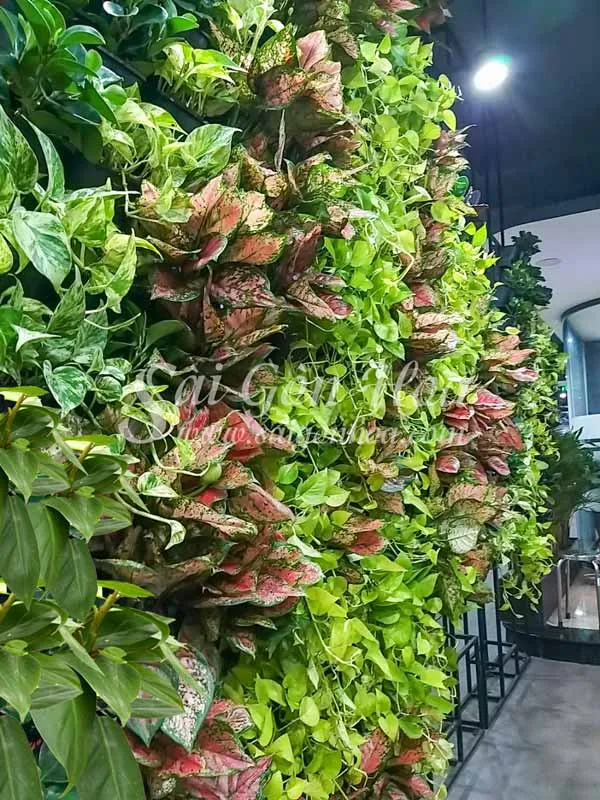 Trầu bà tỷ phú