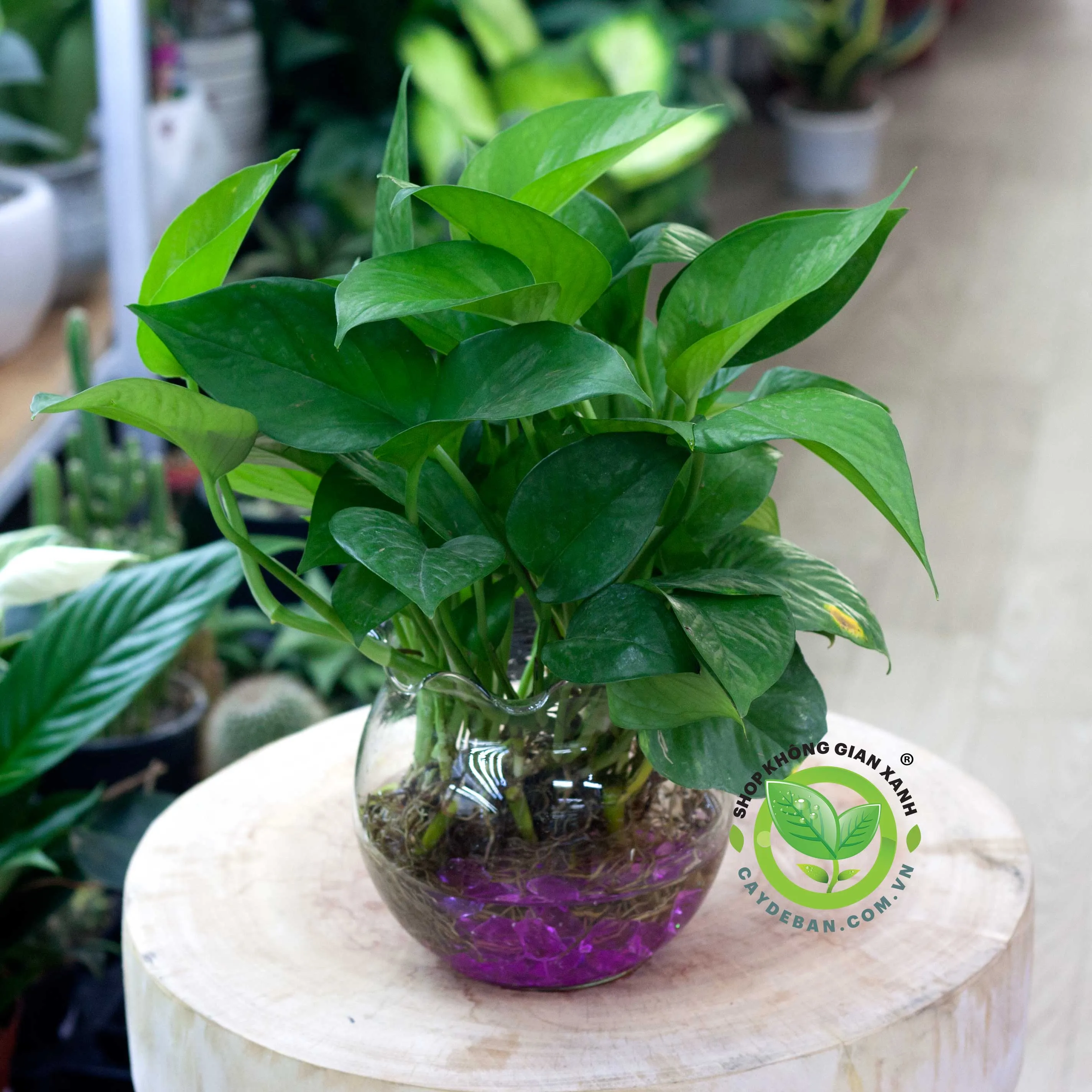 Cây Trầu Bà Xanh Thái Lan trồng thủy canh trong bình thủy tinh