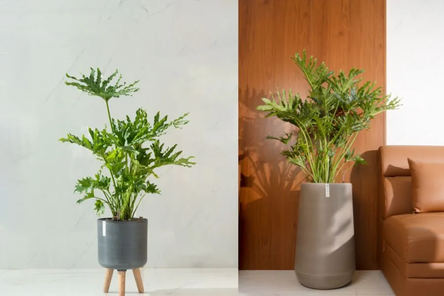 Trầu Bà Lá Xẻ trong phòng tắm