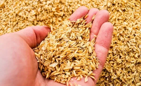 Trấu tươi giúp tăng tỷ lệ thoát khí cho bộ rễ