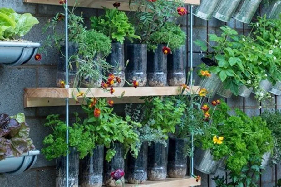 Kệ rau sạch từ vật liệu tái chế tại sân thượng