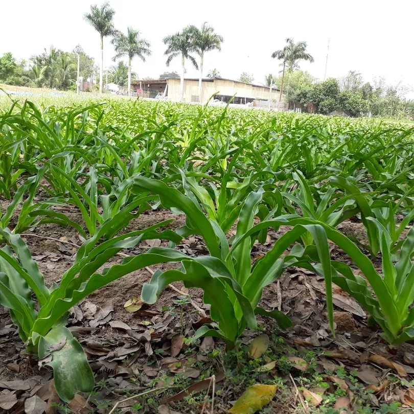 Lá trinh nữ hoàng cung tươi xanh mướt dùng để sắc uống