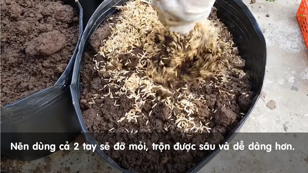 Trộn giá thể tơi xốp cho dâu tây