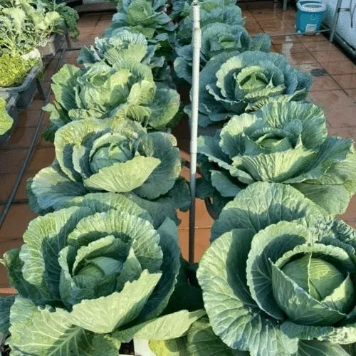 Đặc điểm của bắp cải