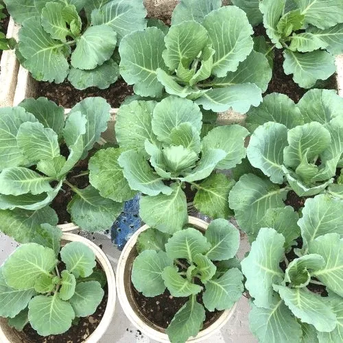 Cách trồng bắp cải tại nhà