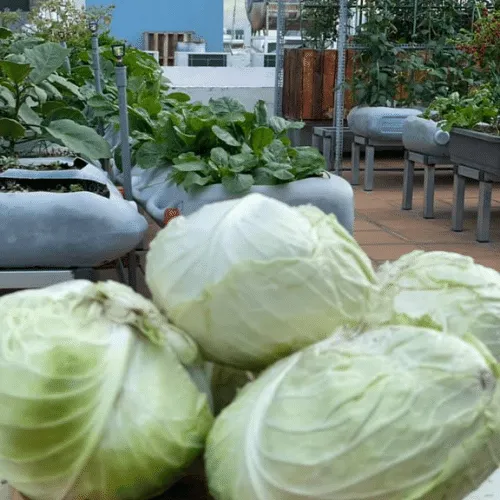 Thu hoạch bắp cải tại nhà