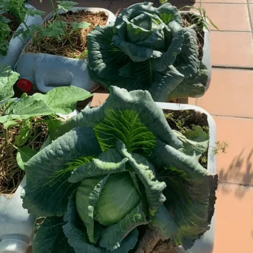 Phòng trừ sâu bệnh hại trên bắp cải