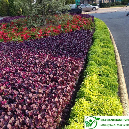 Mắt nai lá tím trồng bồn hoa trường học