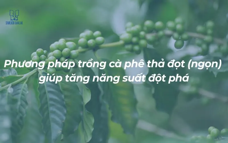 Khoảng cách trồng cà phê thả đốt ảnh hưởng trực tiếp đến năng suất