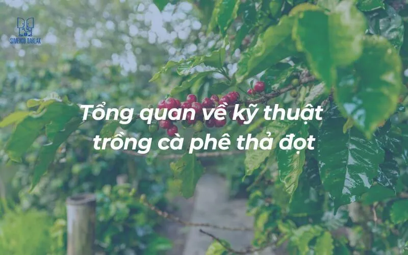 Cà phê thả đốt trồng đúng khoảng cách cho tán lá đều