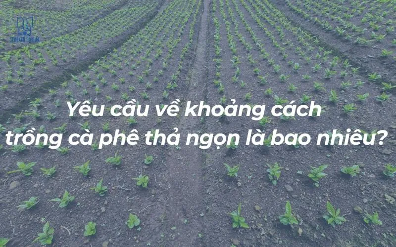 Đo khoảng cách trồng cà phê chính xác bằng dây thép