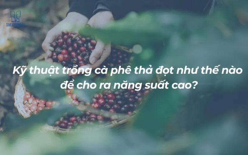 Cà phê thả đốt cho năng suất cao khi trồng đúng khoảng cách