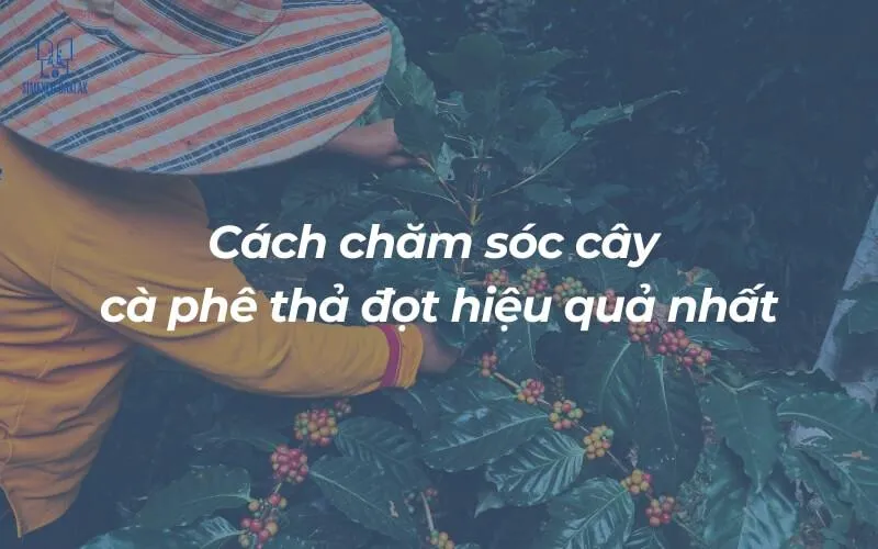 Đo năng suất cà phê theo khoảng cách trồng
