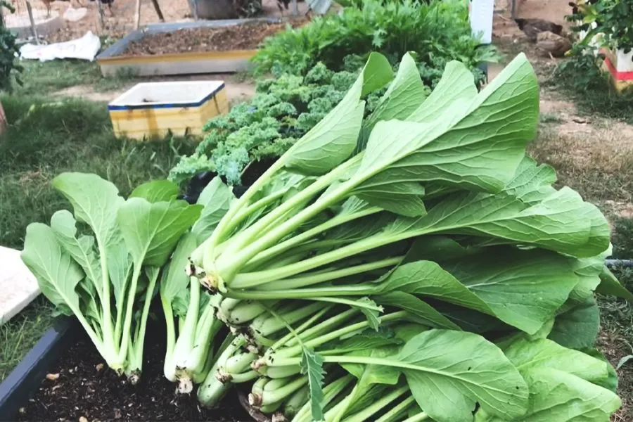 Cải ngọt trồng trong thùng xốp phát triển nhanh sau 3 tuần