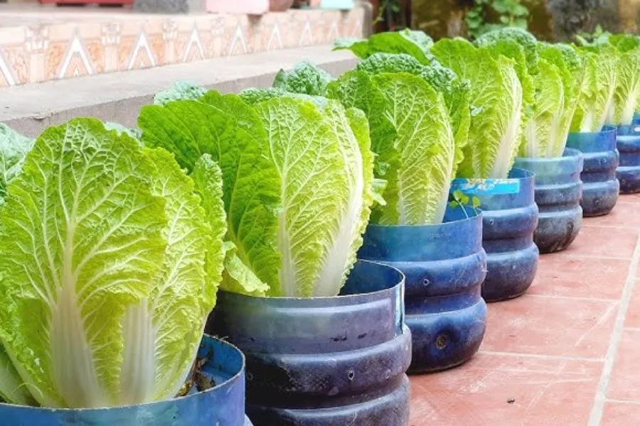 Cải thảo trong thùng xốp, bắp chắc sau 2 tháng