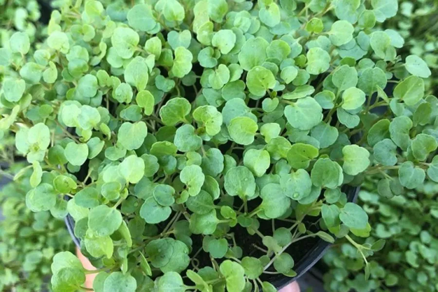 Cải xoong thủy canh trong thùng xốp, rễ trắng khỏe