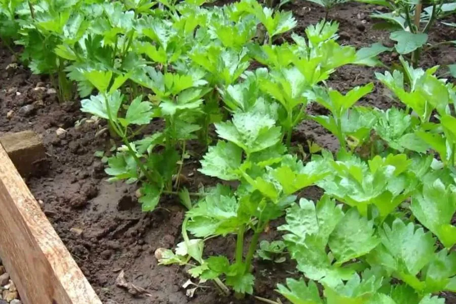 Cần tây trong thùng xốp, thân xanh mướt