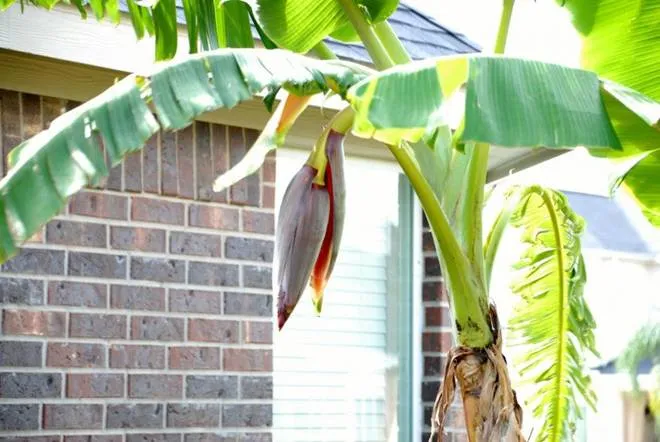 Cây chuối trồng trước nhà che khuất ánh sáng và cản gió