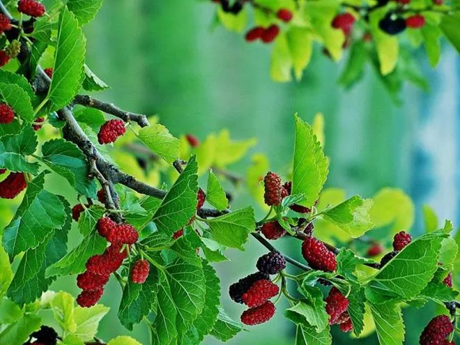 Một số loại cây không nên trồng trước nhà