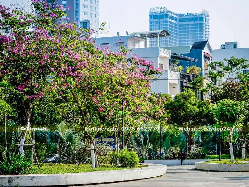 Mùa hoa Móng Bò Tím nở rộ trên đường phố Hà Nội