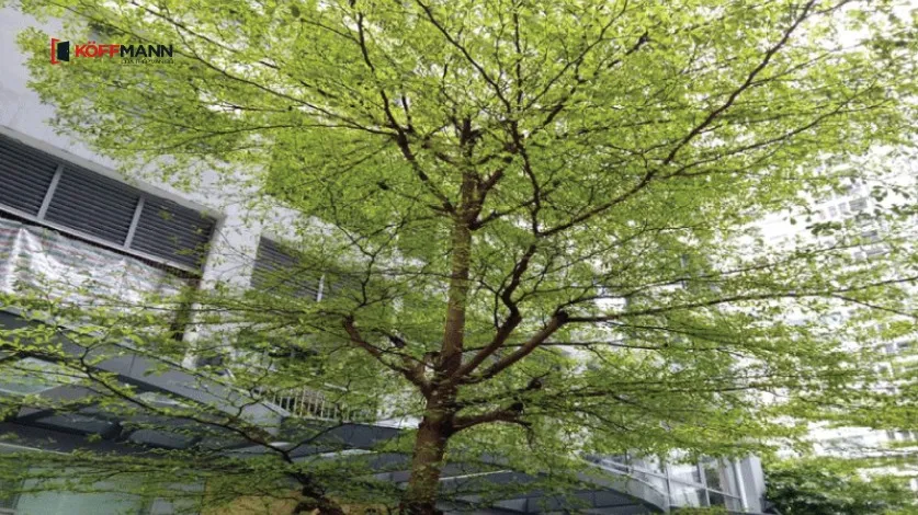 Bàng Đài Loan là lựa chọn tuyệt vời cho nhà phố hiện đại