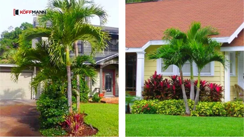 Trồng cây cau cảnh giúp xua đuổi tà khí và đón tài lộc