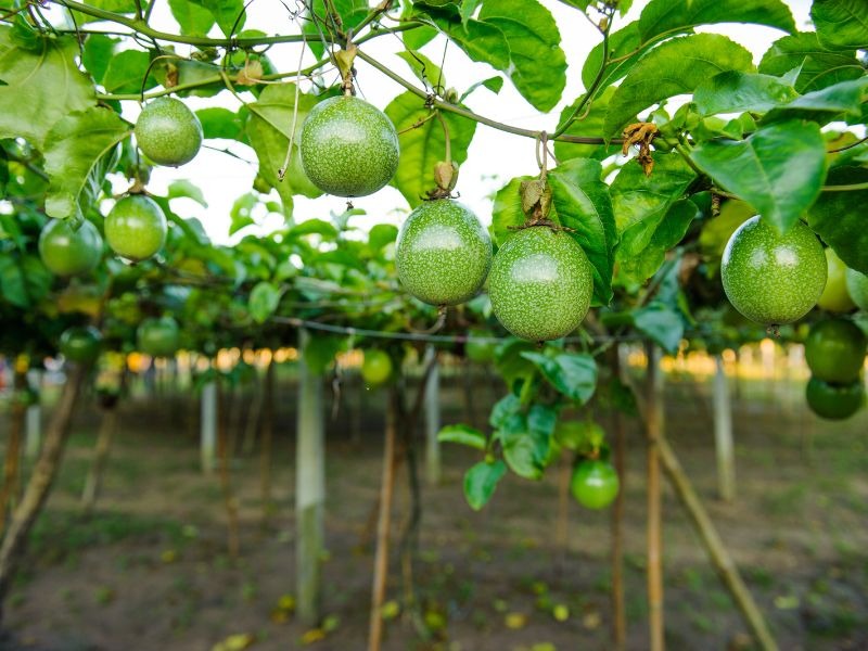 Cách Trồng Chanh Dây: Hướng Dẫn Chi Tiết Từ A-Z