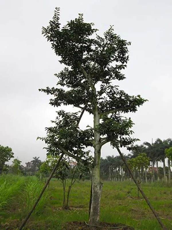 Bố trí cây chay hợp phong thủy trước nhà