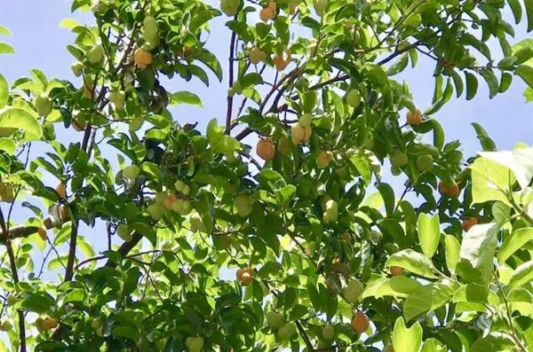 Cảnh quan cây chay tạo bóng mát và vẻ đẹp tự nhiên