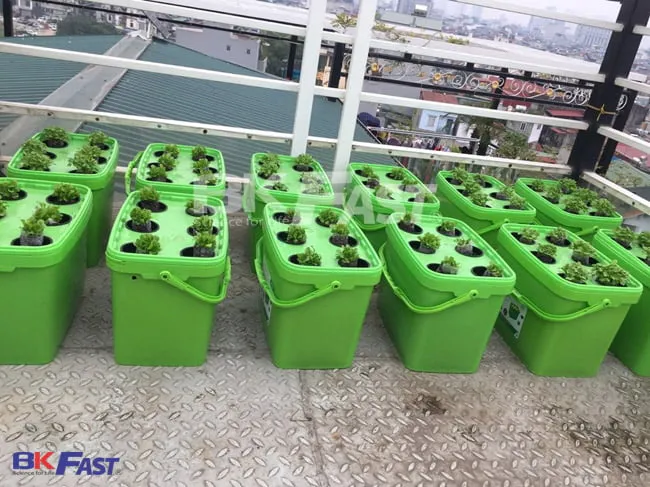 Rau mầm thủy canh BKFAST