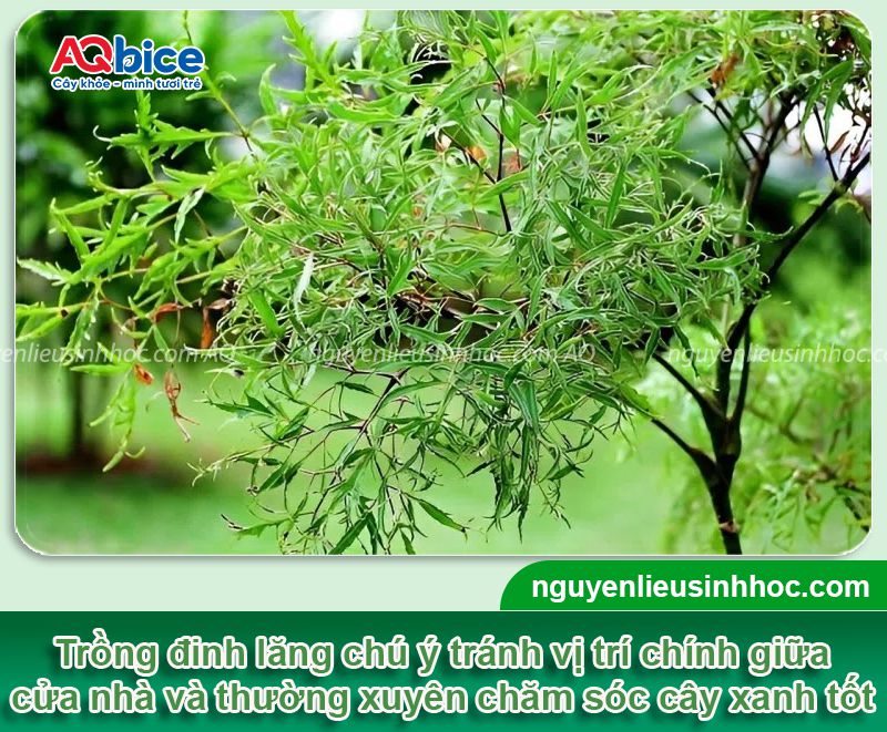 Trồng Cây Đinh Lăng Trước Nhà Có Tốt Không Và Vị Trí Hợp Phong Thủy