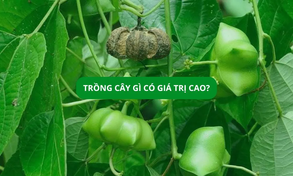 Trồng cây gì hiệu quả kinh tế? Top cây trồng tiềm năng và dễ tiêu thụ