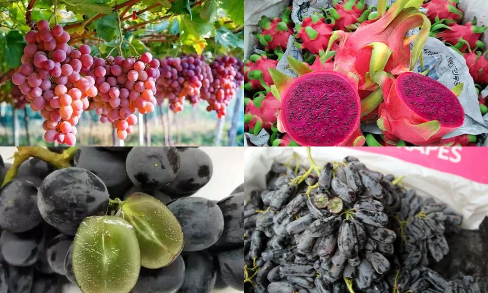 Nho và thanh long ruột đỏ mang lại giá trị dinh dưỡng và kinh tế lớn