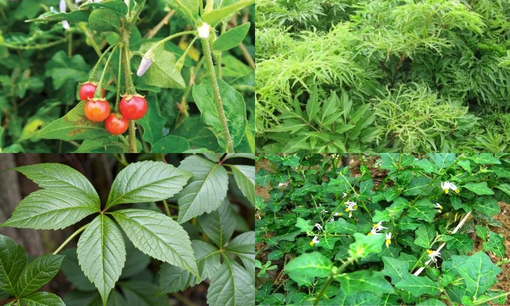 Dược liệu ngắn ngày tạo ra cơ hội đột phá về thu nhập