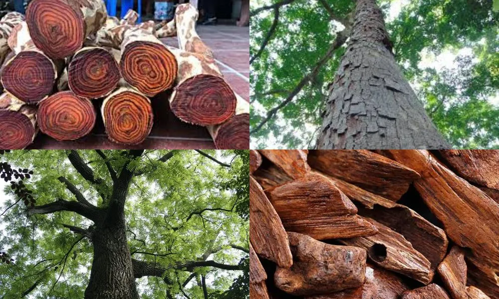 Cây gỗ quý mang lại giá trị kinh tế đặc biệt cao về lâu dài