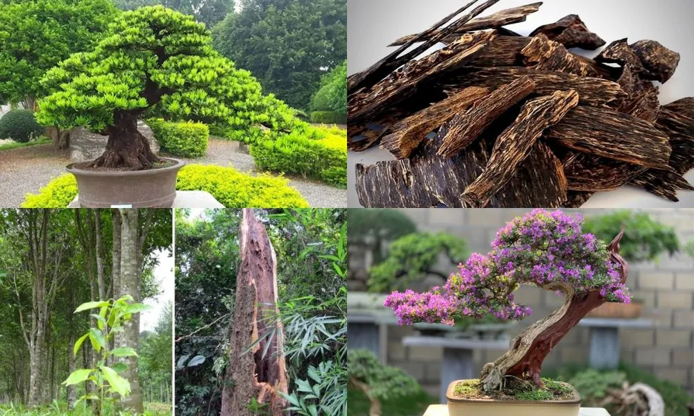 Bonsai và cây cảnh nghệ thuật luôn có giá trị cao trên thị trường