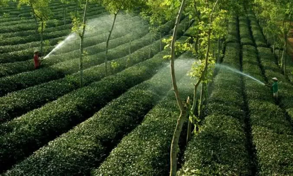 Sự kết hợp giữa cây ngắn ngày và dài hạn giúp ổn định dòng tiền