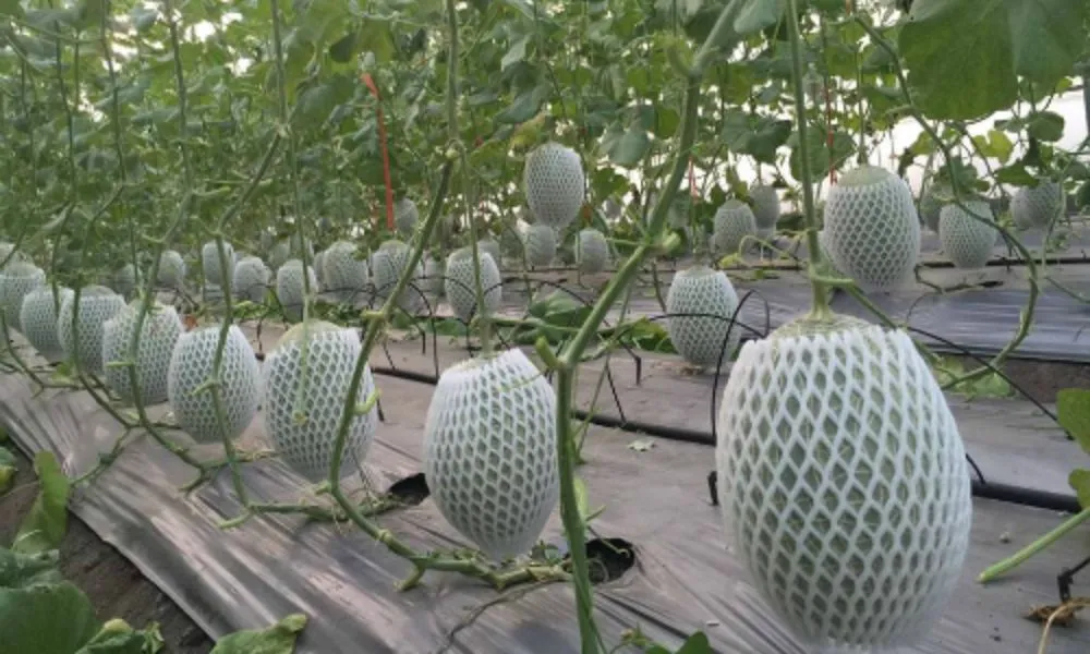 Lựa chọn đúng giống cây giúp tối ưu hóa lợi nhuận nông nghiệp