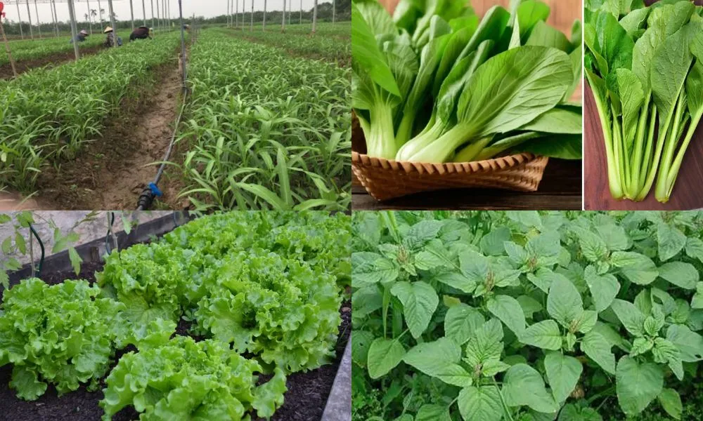 Rau ăn lá có nhu cầu tiêu thụ lớn và quay vòng vốn nhanh
