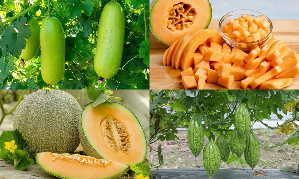 Hoa màu ngắn ngày giúp nông dân thu hoạch nhanh, tiết kiệm vốn