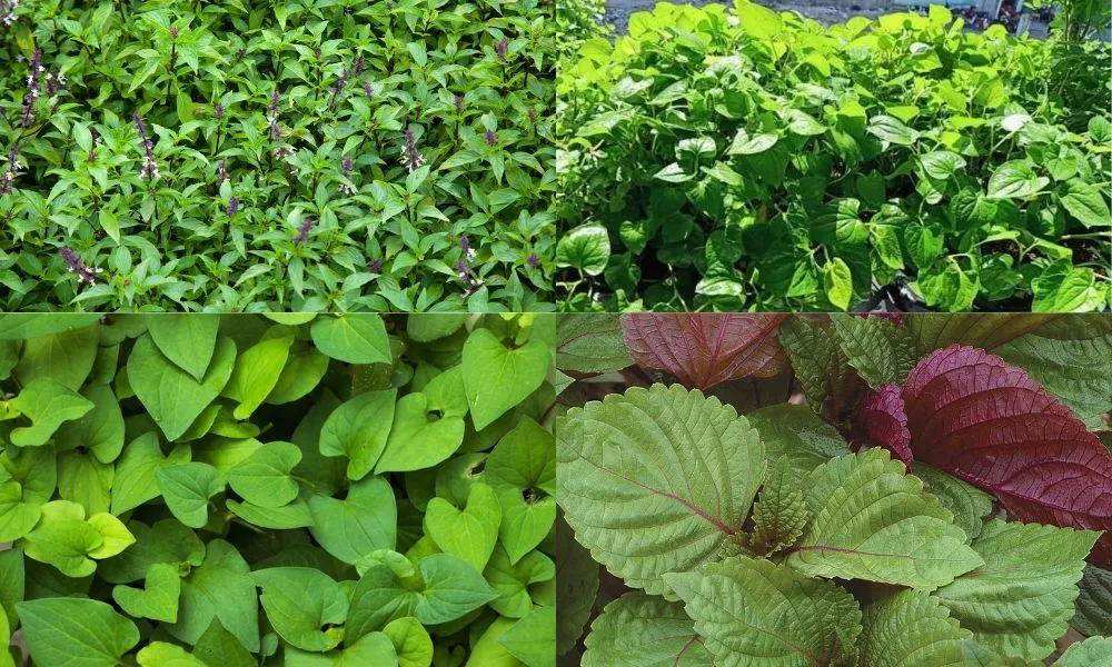 Rau gia vị là nguyên liệu không thể thiếu trong ẩm thực và dược liệu