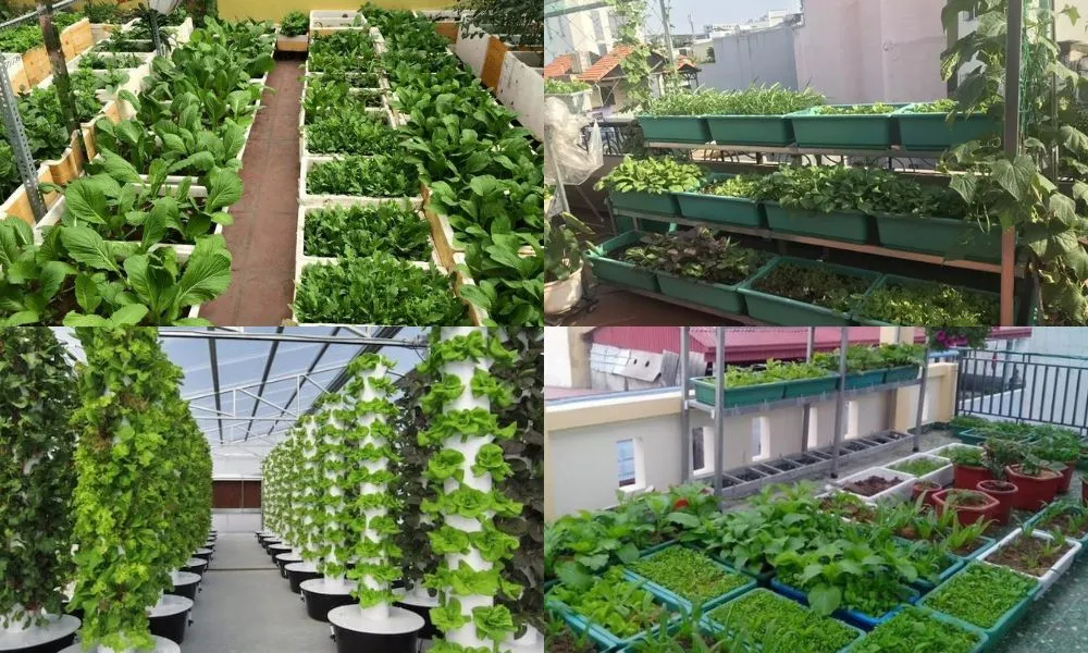 Mô hình rau sạch đô thị giúp tiết kiệm chi phí và đảm bảo sức khỏe