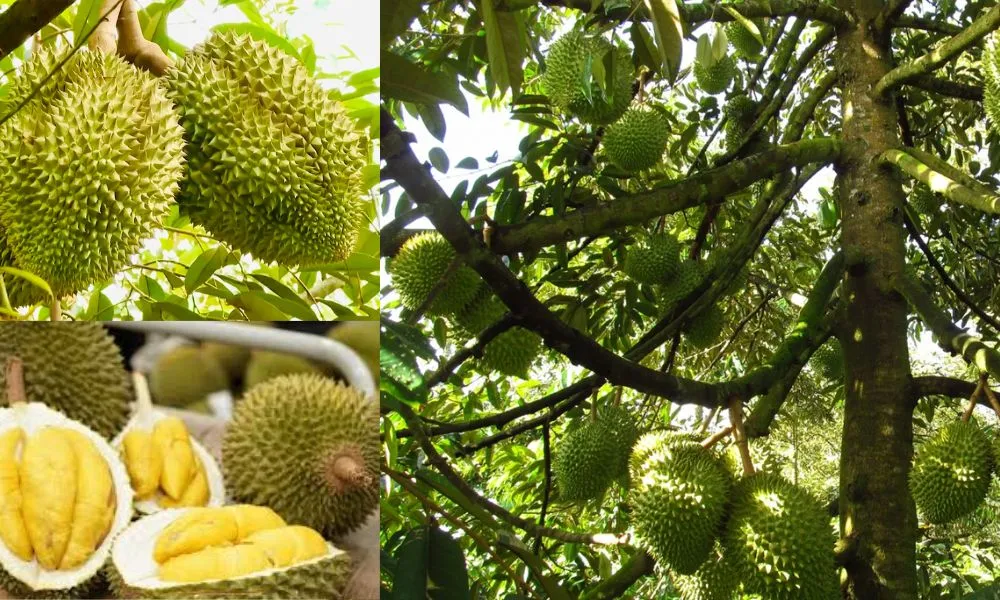 Sầu riêng mang lại lợi nhuận hàng tỷ đồng mỗi năm