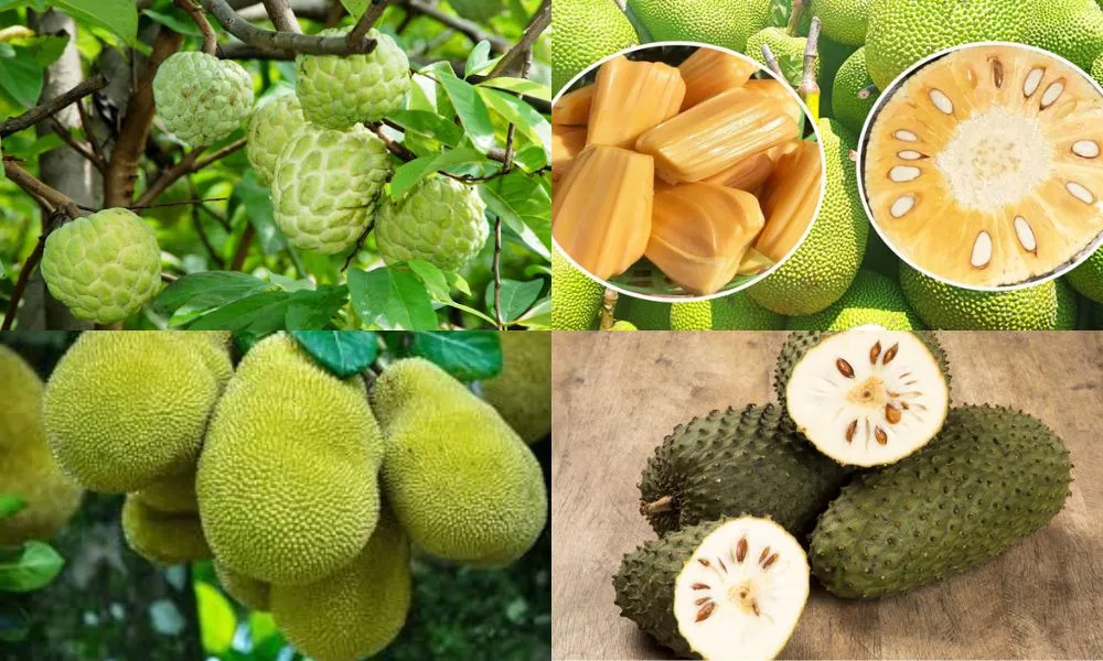 Na và mít là hai loại cây dễ chăm sóc, ít rủi ro