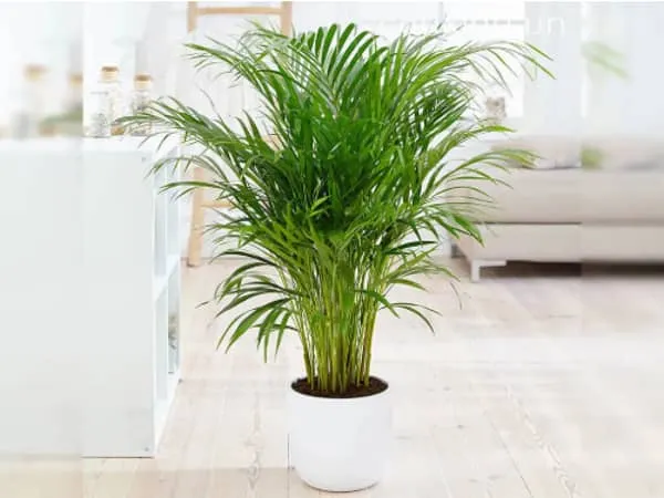 Cây Trầu Bà phong thủy