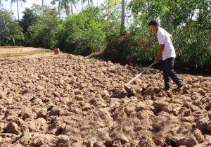 Trồng Cây Gì Để Cải Tạo Đất Hiệu Quả? Bí Quyết Cho Nông Nghiệp Bền Vững