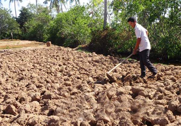 Trồng Cây Gì Để Cải Tạo Đất Hiệu Quả? Bí Quyết Cho Nông Nghiệp Bền Vững