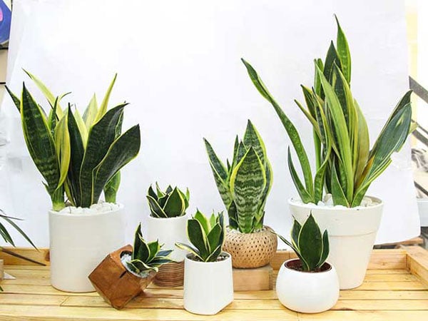 Trồng Cây Gì Để Rắn Không Vào Nhà? Giải Pháp Tự Nhiên Bảo Vệ Ngôi Nhà Bạn