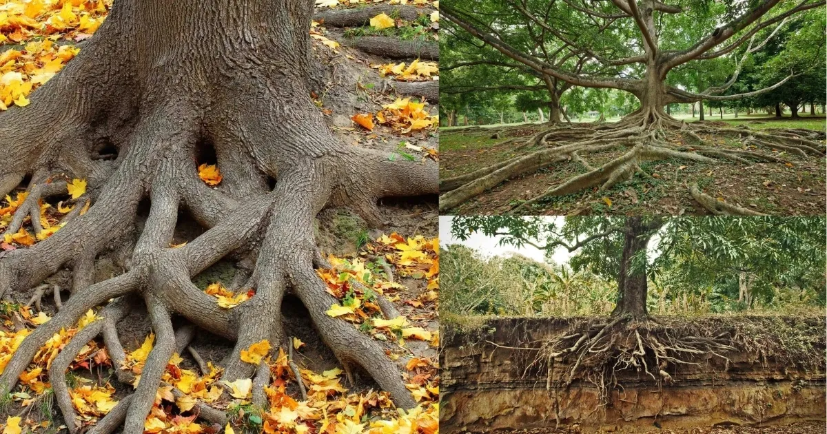 Rễ khỏe mạnh giúp cây tự tìm nước và dinh dưỡng trong đất